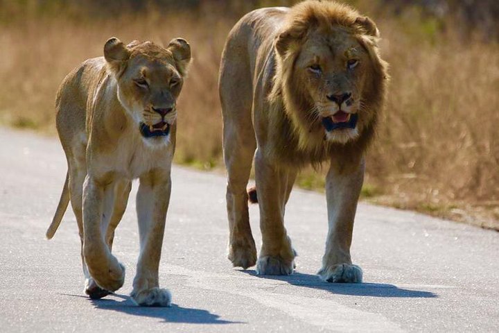 All inclusive 3 Day Kruger Safari From Nelspruit