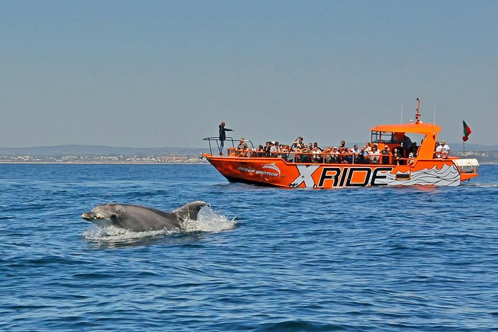 Dolphin Watching and Caves Cruise