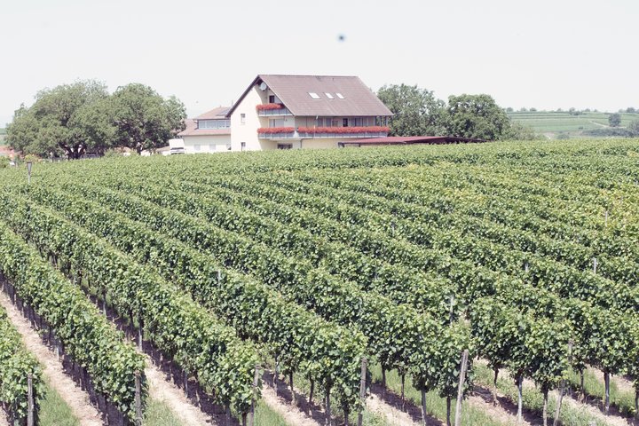 Private: Outdoor Escape Game Tuniberg: Eduardo & the Wine Secret