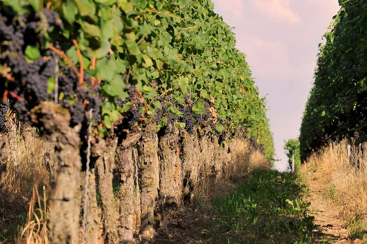 Private: Outdoor Escape Game Tuniberg: Eduardo & the Wine Secret