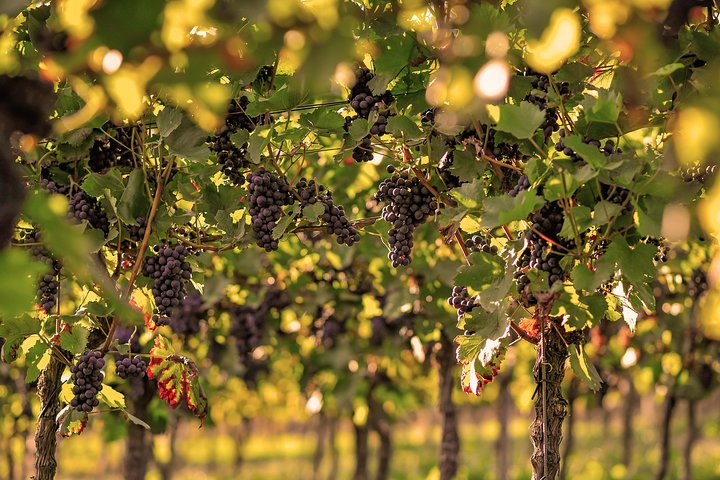 Private: Outdoor Escape Game Tuniberg: Eduardo & the Wine Secret