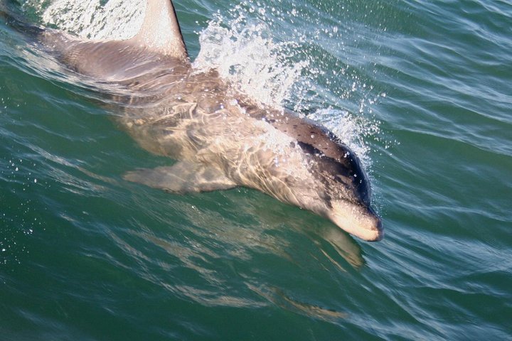 1:00 PM Eco Tour and Dolphin Watch