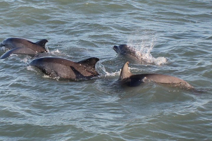 Sunset Dolphin Watch Cruise