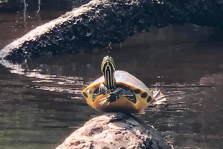 Guided Kayak Eco Tour: Real Florida Adventure