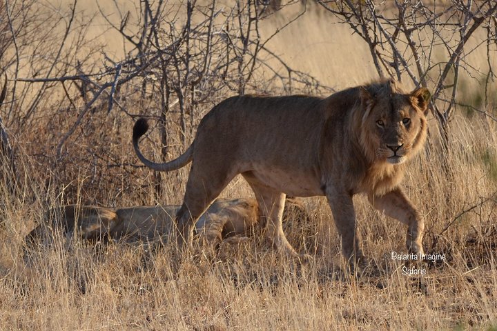 All Inclusive 2 Day Kruger Safari from Johannesburg