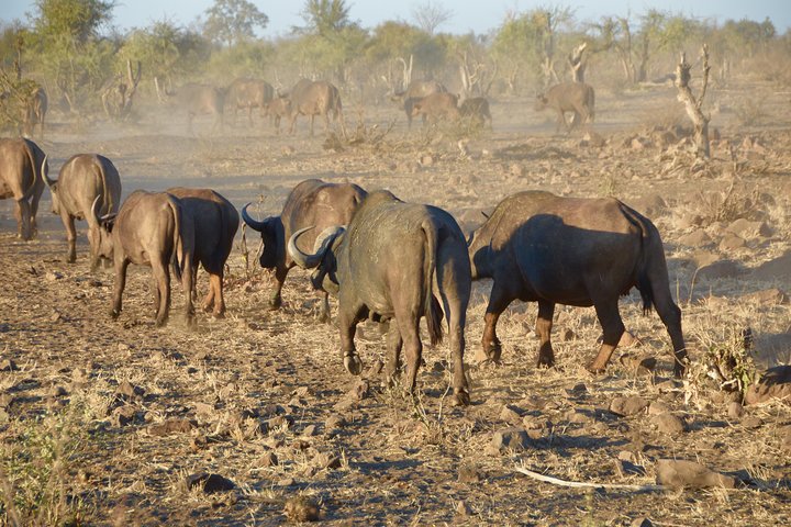 All Inclusive 2 Day Kruger Safari from Johannesburg