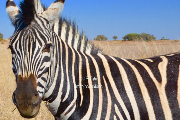 All Inclusive 2 Day Kruger Safari from Johannesburg