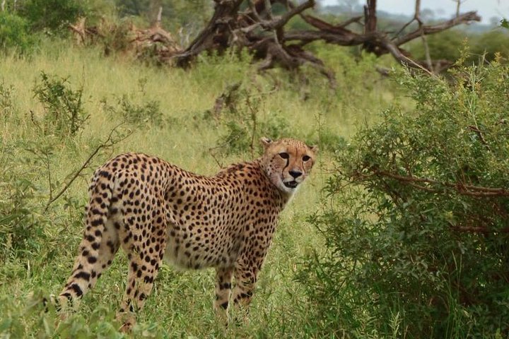 All Inclusive 3 Day Kruger Safari Adventure From Johannesburg