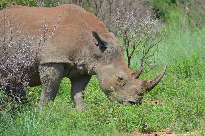 All Inclusive 3 Day Kruger Safari Adventure From Johannesburg