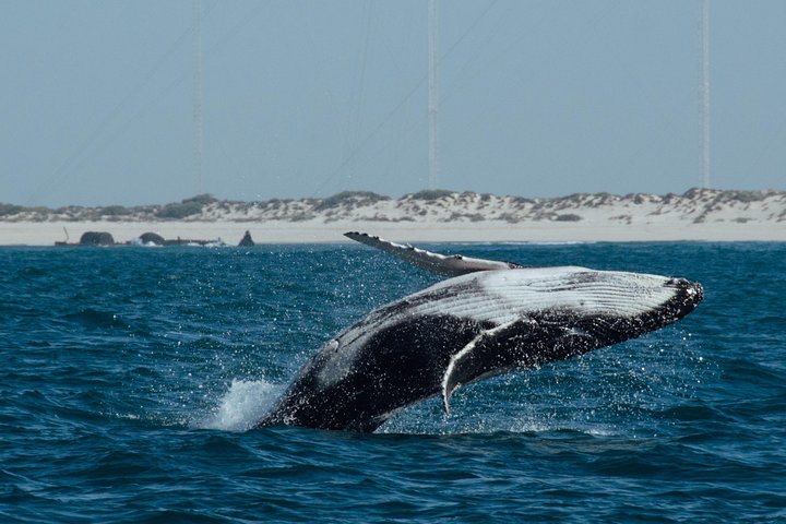 Swim with Humpback Whales - Ningaloo Reef - 3 Islands Whale Shark Dive