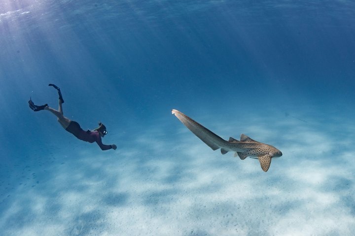 Swim with Humpback Whales - Ningaloo Reef - 3 Islands Whale Shark Dive
