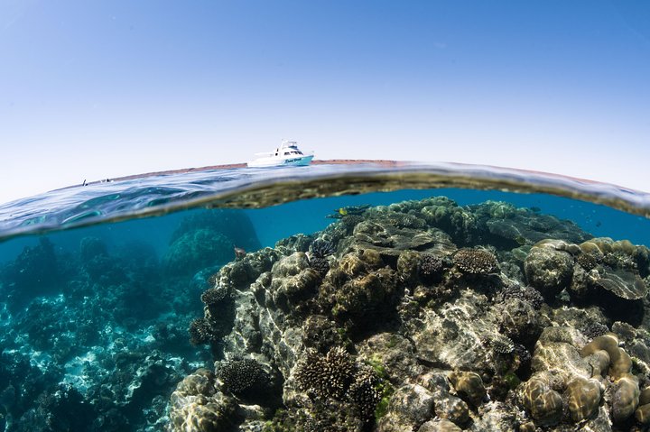 Swim with Humpback Whales - Ningaloo Reef - 3 Islands Whale Shark Dive