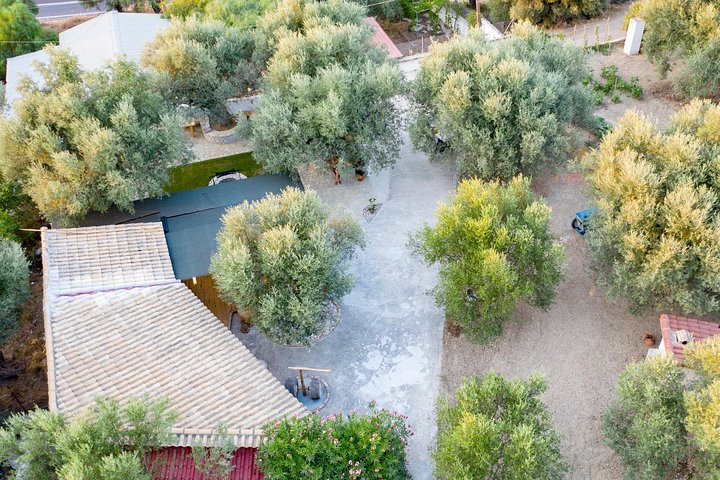 Olive Tour & Tasting