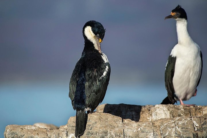 Beagle Channel Navigation with Minitrekking
