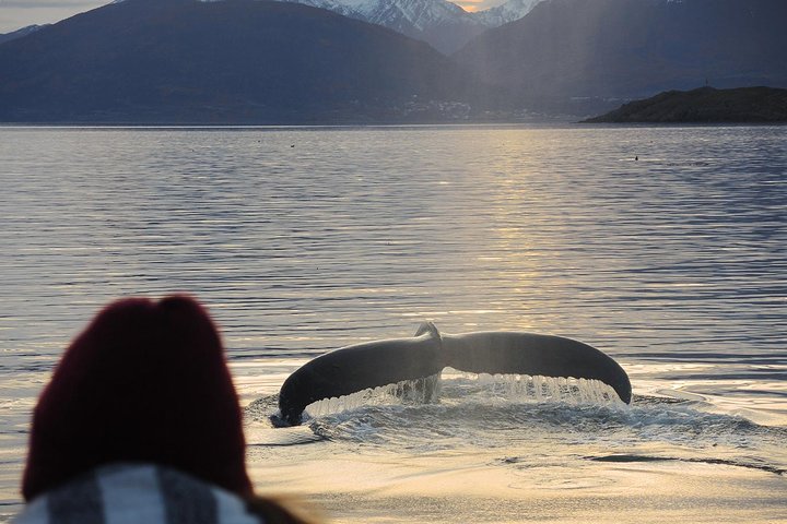 Beagle Channel Navigation with Minitrekking