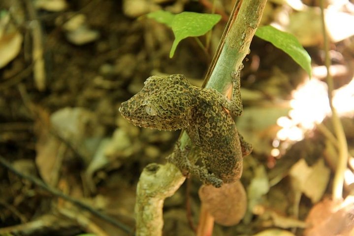 Lokobe Reserve