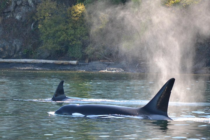 Whale Watching from Friday Harbor
