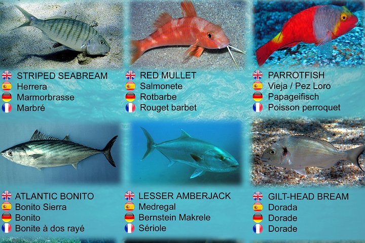 Submarine Safaris Lanzarote