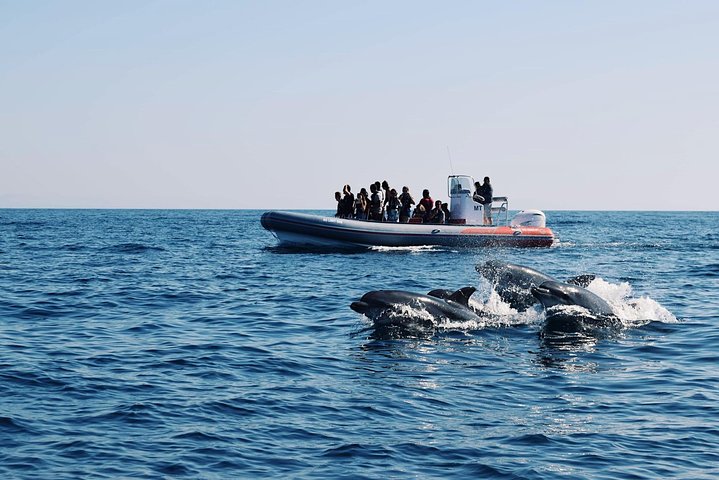 Dolphins Search and Benagil Caves from Albufeira