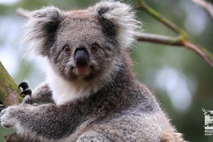 Ozzie wild life , kangaroos, koalas, dingo, devils , emu, crocs