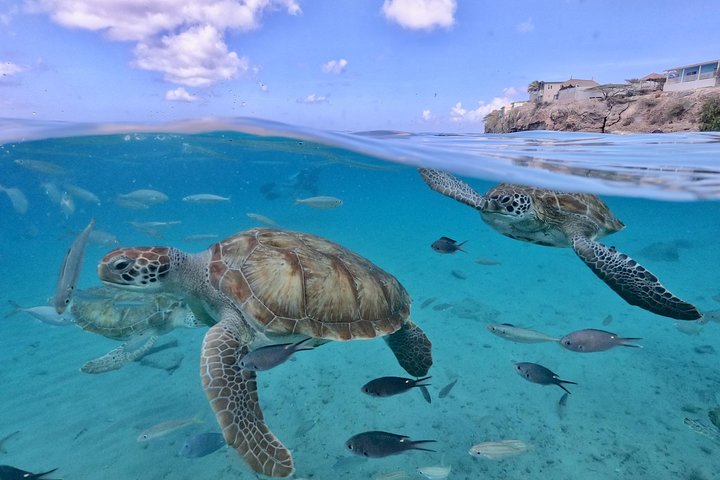 Unforgettable Sea Turtle Swim & Grote Knip Beach Escape