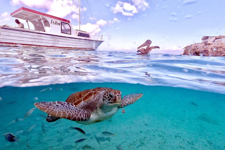 Unforgettable Sea Turtle Swim & Grote Knip Beach Escape