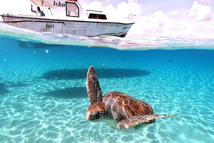 Unforgettable Sea Turtle Swim & Grote Knip Beach Escape