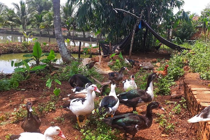 Cooking, Farming and Waterfall In Vietnam Countryside