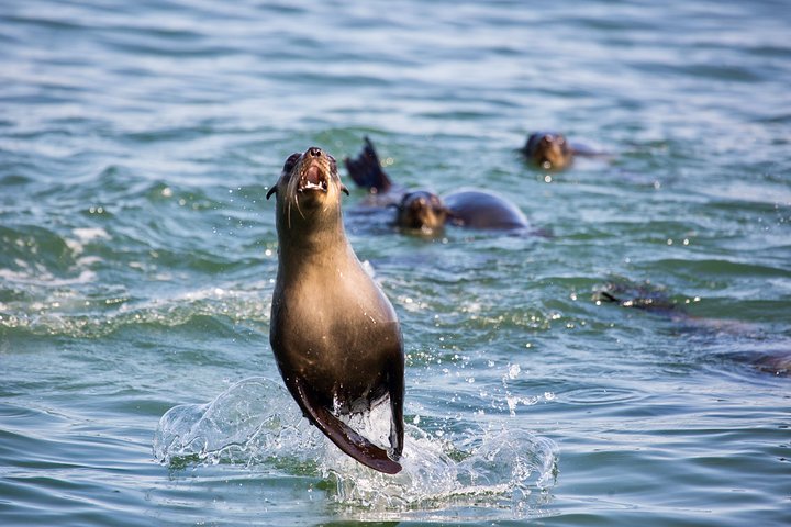 Marine Dolphin Seal Cruise