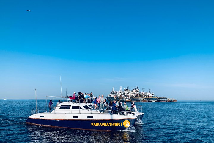 Marine Dolphin Seal Cruise