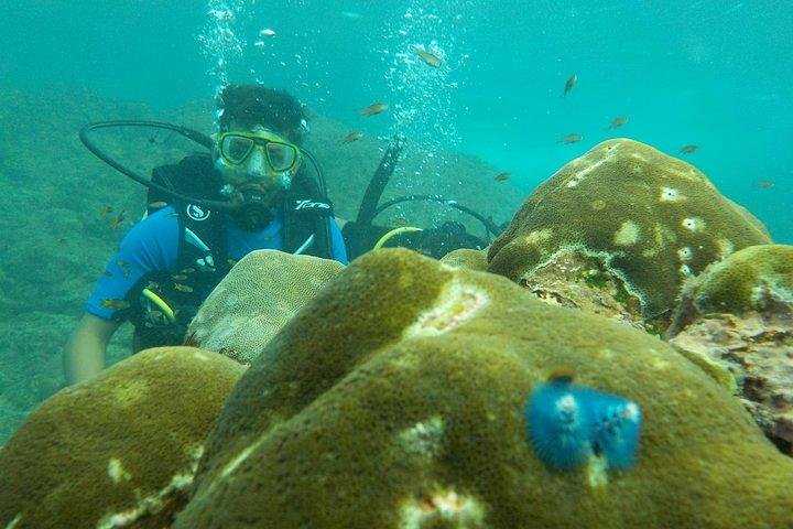 Scuba Diving For Non Swimmers at Havelock Island