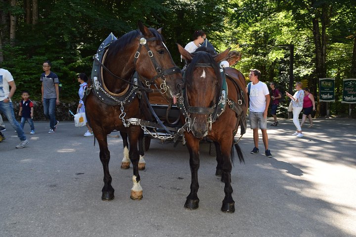 Private Guided Day Trip to Castle Neuschwanstein incl. Carriage Horse Ride