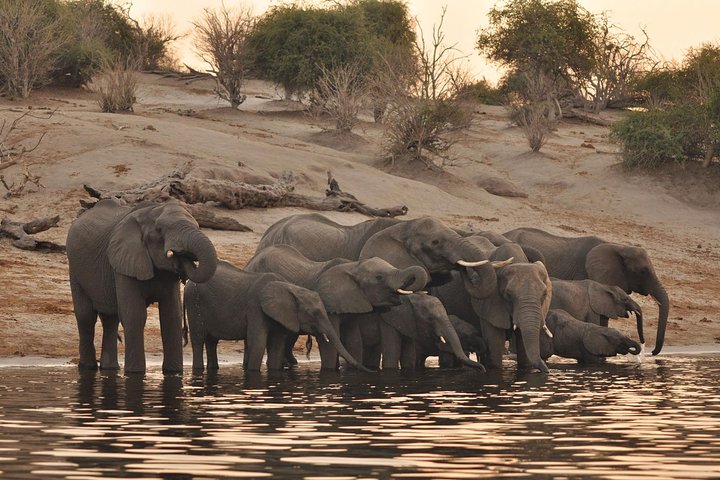 Sunset Cruise on Chobe River with Hotel Pickup from Kasane