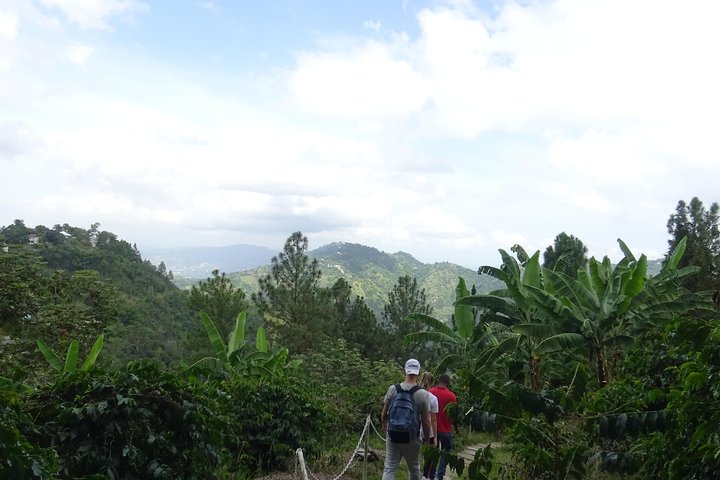 Blue Mountain Coffee and Sightseeing Tour