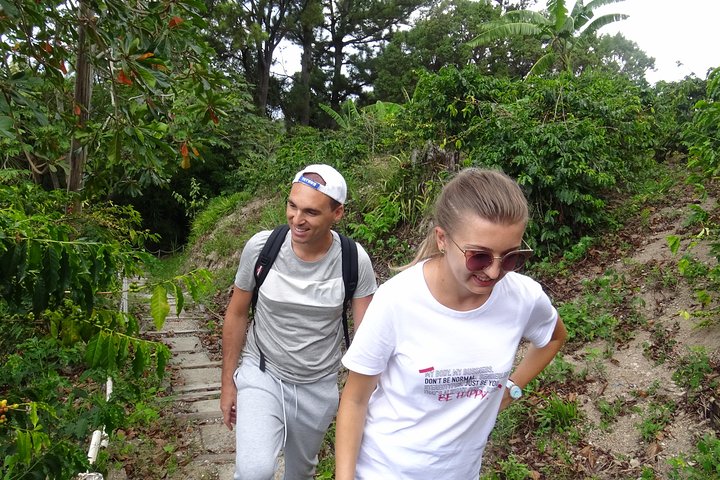 Blue Mountain Coffee and Sightseeing Tour