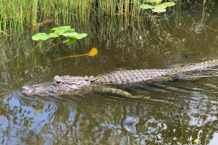 Everglades Airboat, Wildlife Exhibit, & Roundtrip Bus from Miami