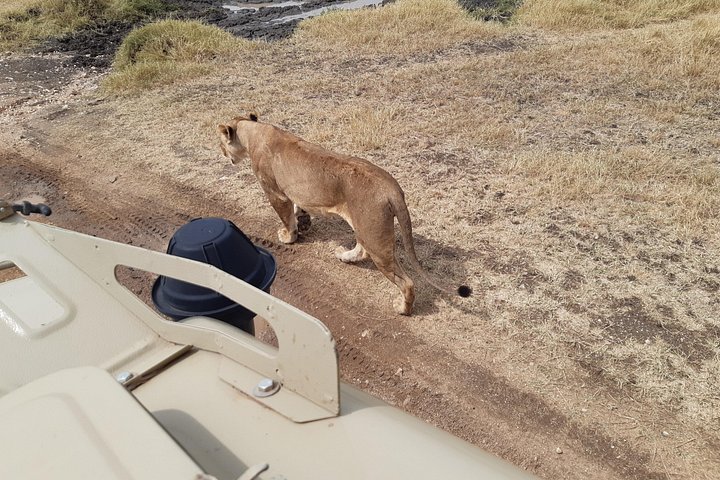 2-Day Private Luxury Safari: Tarangire & Ngorongoro Tanzania
