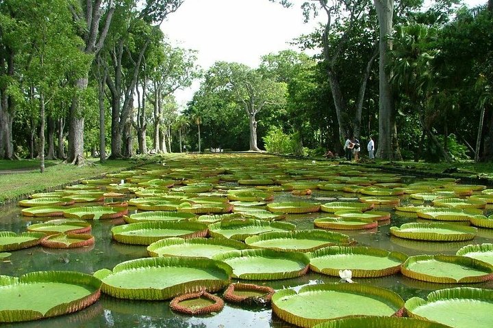 Private taxi : North guided tour of mauritius.