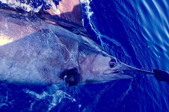 Offshore Sport & Flyfishing - 7 hours