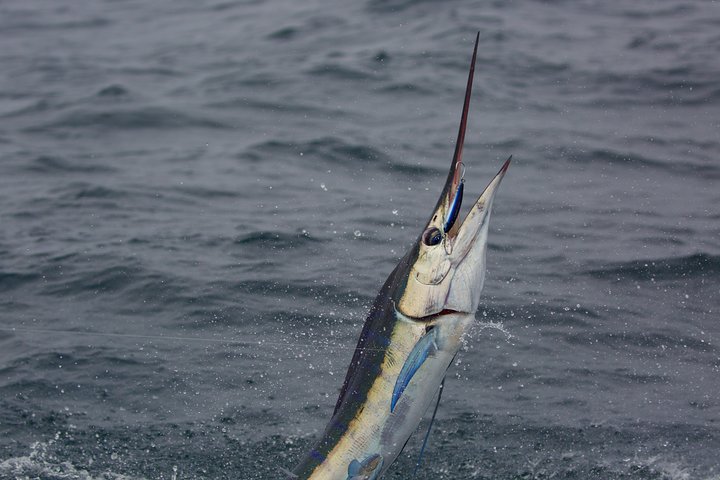 Offshore Sport & Flyfishing - 7 hours