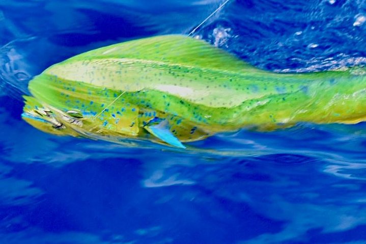 Offshore Sport & Flyfishing - 7 hours