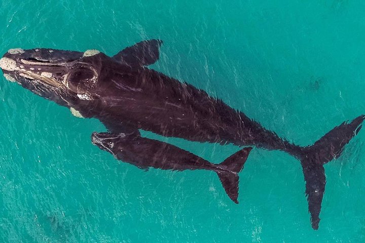 Dunsborough Whale Watching Tour
