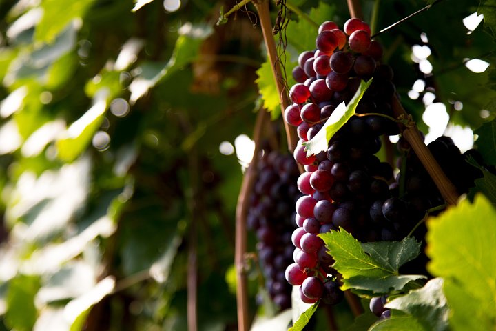 Grand tour of Valpolicella : Amarone focus, 2 Wineries and Lunch