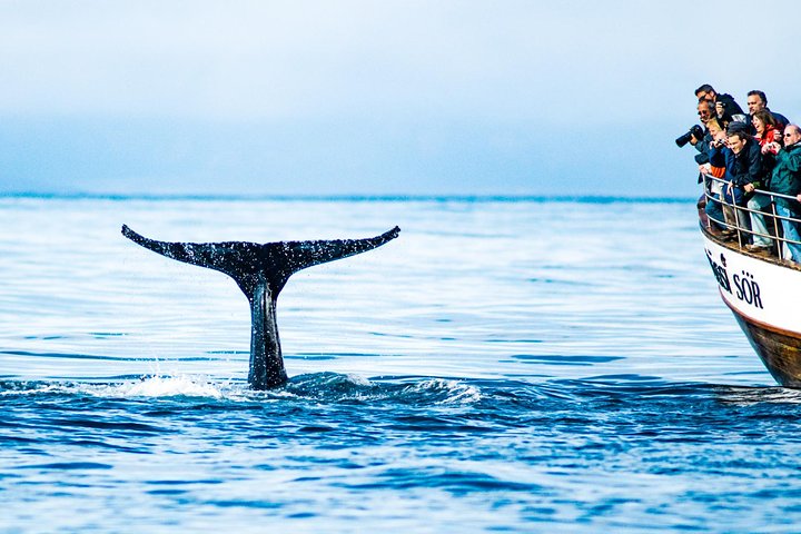 Traditional Oak Ship Whale Watching Tour From Husavik