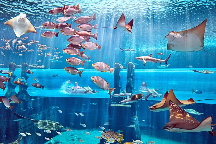 Aquaventure World: Waterpark Day Pass (with options for Aquarium)