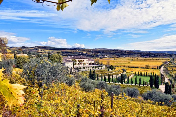 Grand tour of Valpolicella : Amarone focus, 2 Wineries and Lunch