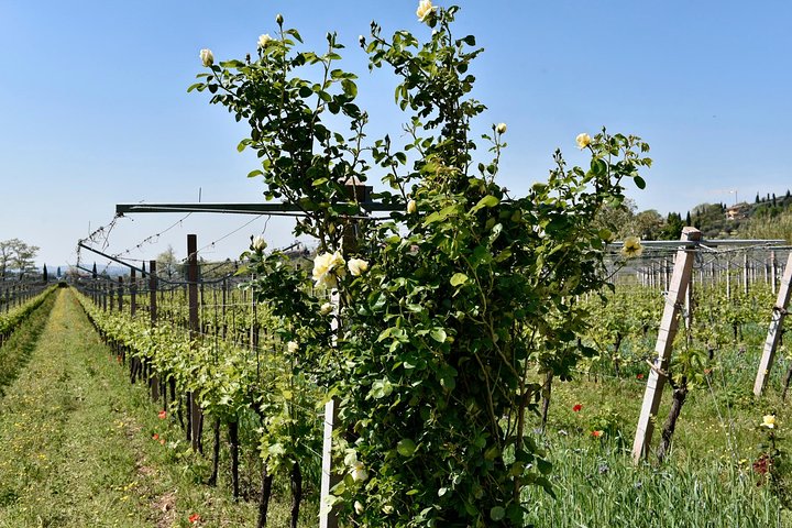 Grand tour of Valpolicella : Amarone focus, 2 Wineries and Lunch