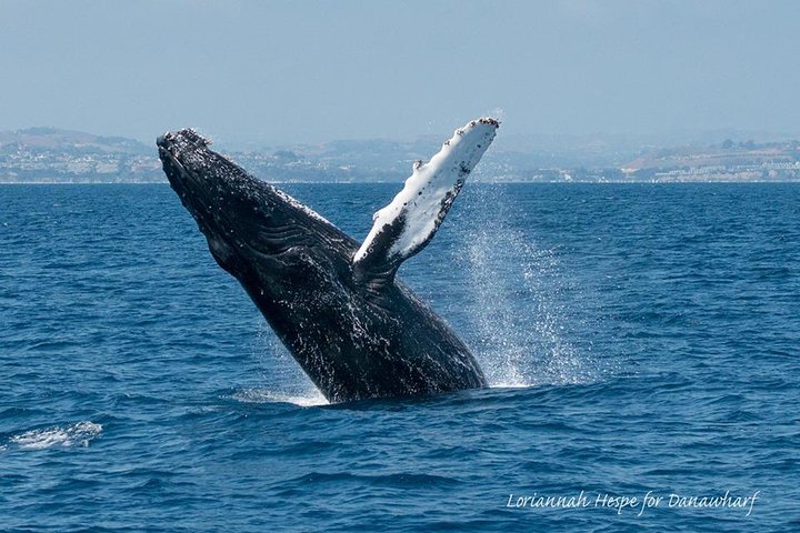 Whale Watching Excursion in Dana Point