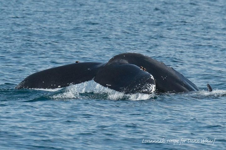 Whale Watching Excursion in Dana Point