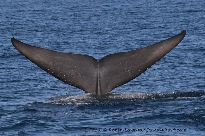 Whale Watching Excursion in Dana Point